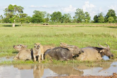 Texas'ın suya daldırılır..