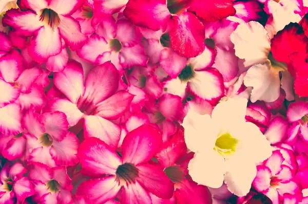 Närbild på tropisk blomma adenium — Stockfoto