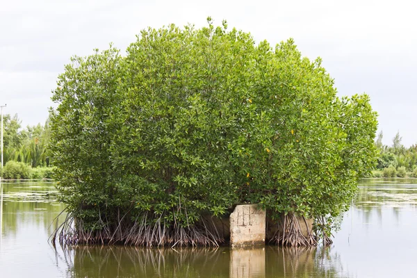 Mangrovové lesy v Thajsku. — Stock fotografie
