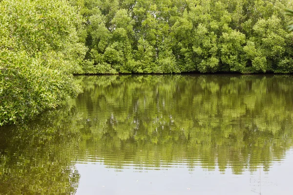 Mangrov ormanları Tayland. — Stok fotoğraf