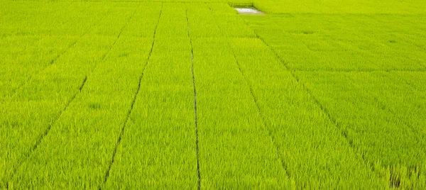 Plántulas de arroz . — Foto de Stock