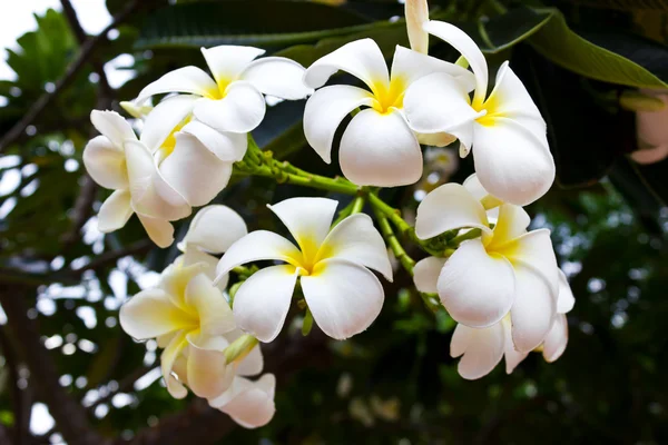 Plumeria blommor, vit blomma. — Stockfoto