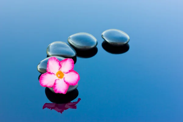 Adenium flower and stone spa on blue background. — Stock Photo, Image