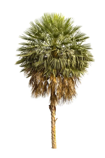 Beyaz arkaplanda izole edilmiş palmiye ağacı. — Stok fotoğraf