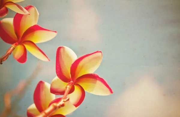 Frangipani Vieux papier vintage . — Photo