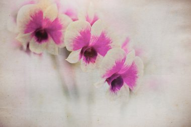 Orkide cins grunge eski kağıt.