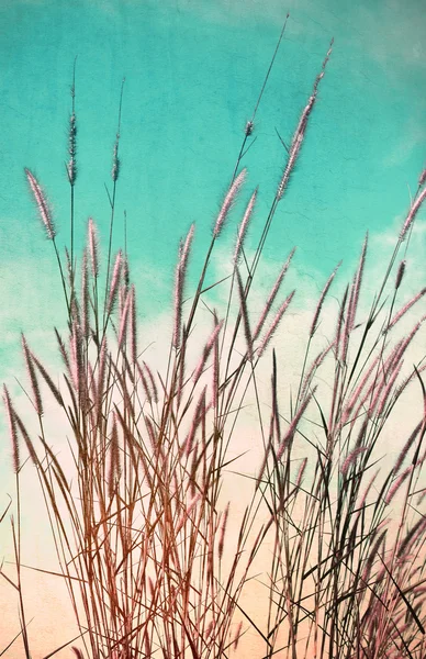 Vintage flower of the grass. — Stock Photo, Image