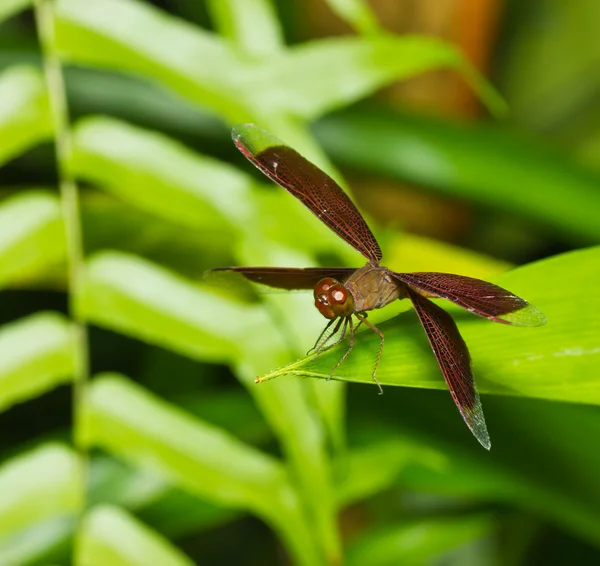 Brown dragonfly — Stock Photo, Image