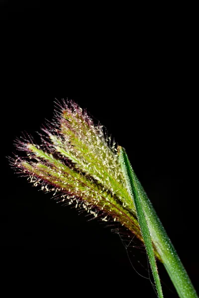 Flower of grass on black — Stock Photo, Image