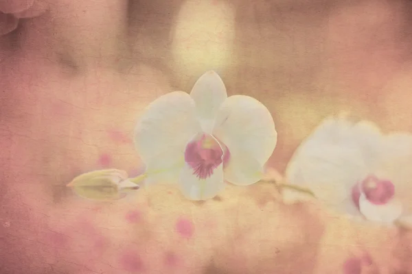 Orchid on grunge old paper. — Stock Photo, Image