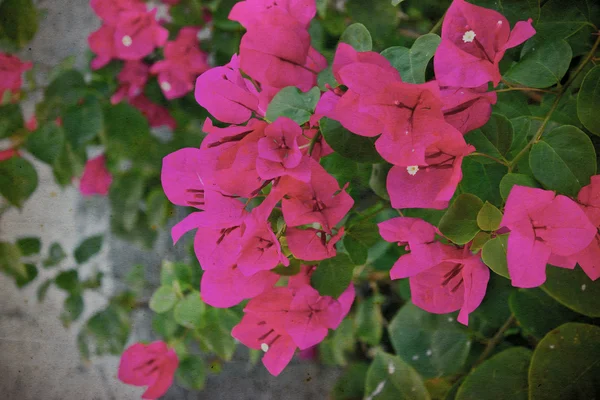 Rote Bougainvillea-Blüten auf altem Papier. — Stockfoto