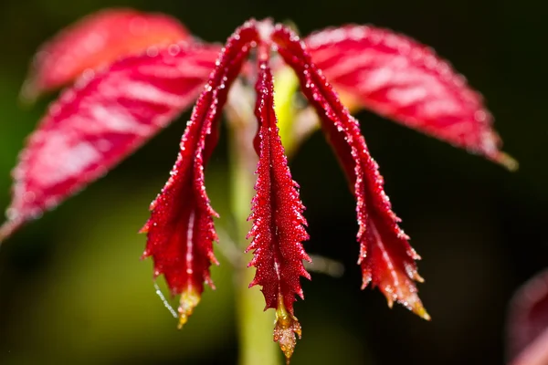 Water Drops on Red Leaf. — Stock Photo, Image