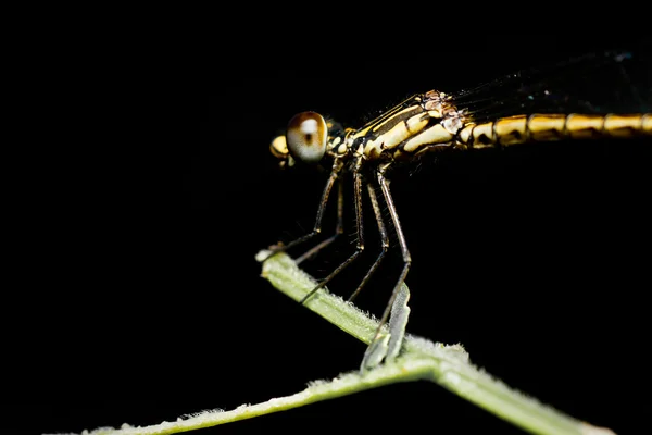 Dragonflies on Black — Stock Photo, Image