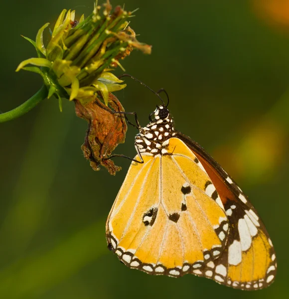 Fjäril torkade blommor — Stockfoto