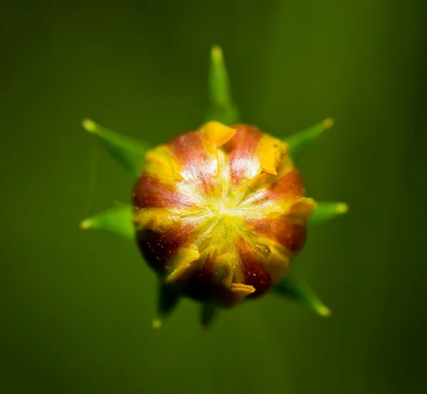 Flower bud. — Stock Photo, Image