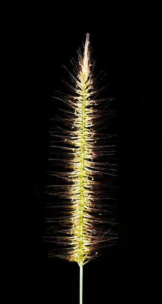 Flower of grass on black — Stock Photo, Image