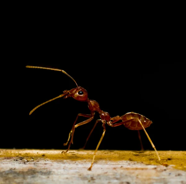 Red ants on black — Stock Photo, Image