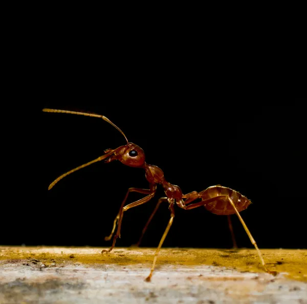 Fourmis rouges sur noir — Photo