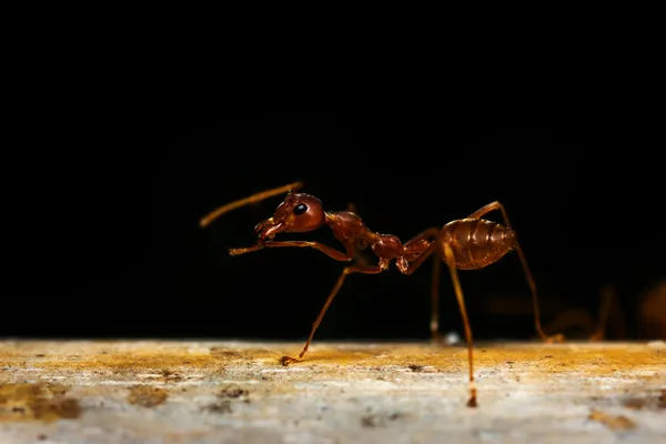 Hormigas rojas sobre negro — Foto de Stock