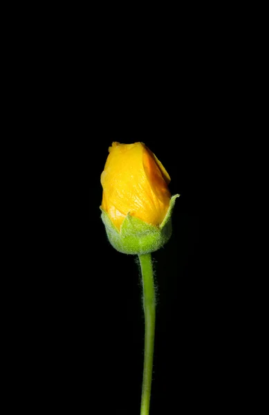 Gelbe Blütenknospe auf schwarz. — Stockfoto