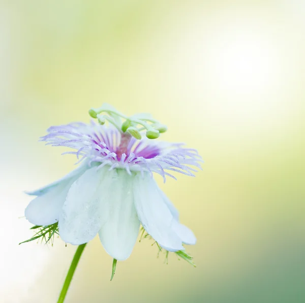 Flor de hierba al sol — Foto de Stock
