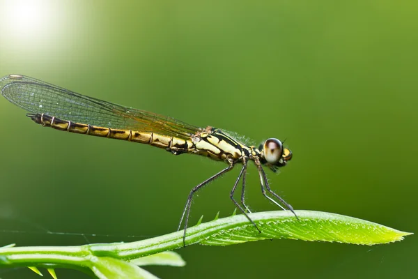 Dragonfly на зелений — стокове фото