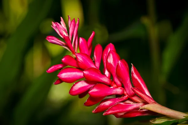 Имбирные цветы — стоковое фото