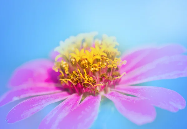 复古粉色的花朵. — 图库照片