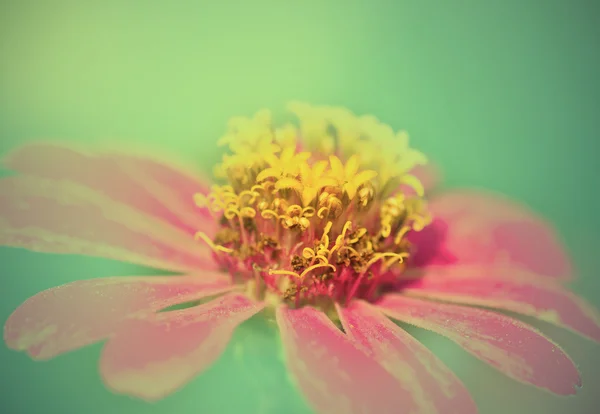 复古粉色的花朵. — 图库照片