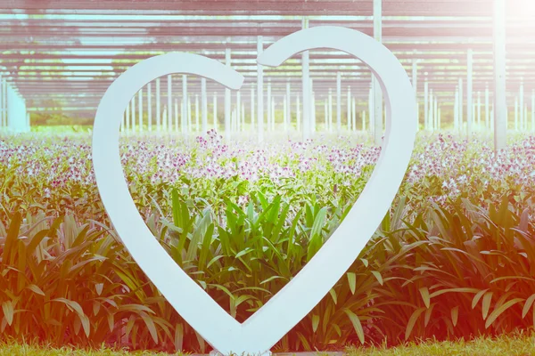 Vintage love heart orchid farm. — Stock Photo, Image