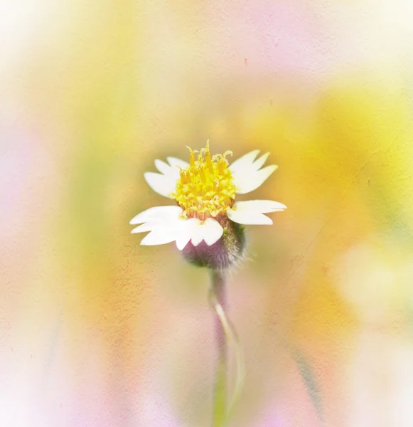 Flores sobre fondo de color . — Foto de Stock
