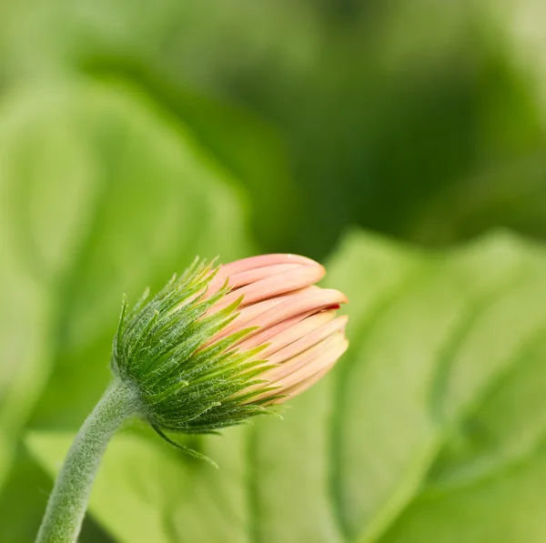 Capullo de la flor Gerbera — Foto de Stock