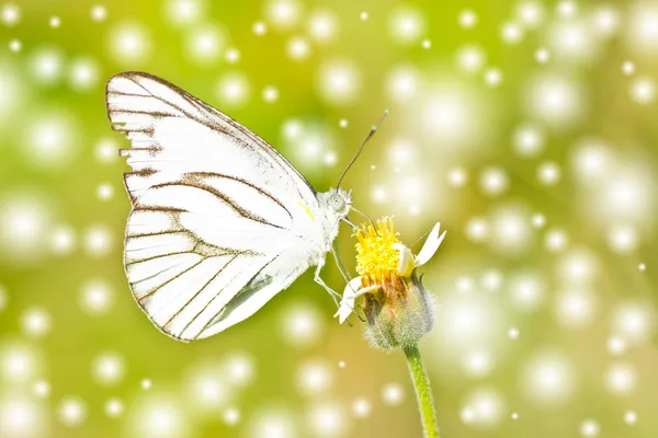 Λευκή πεταλούδα στο λουλούδι. — Φωτογραφία Αρχείου
