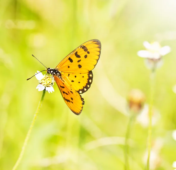 Schmetterling auf weißer Blume. Stockbild