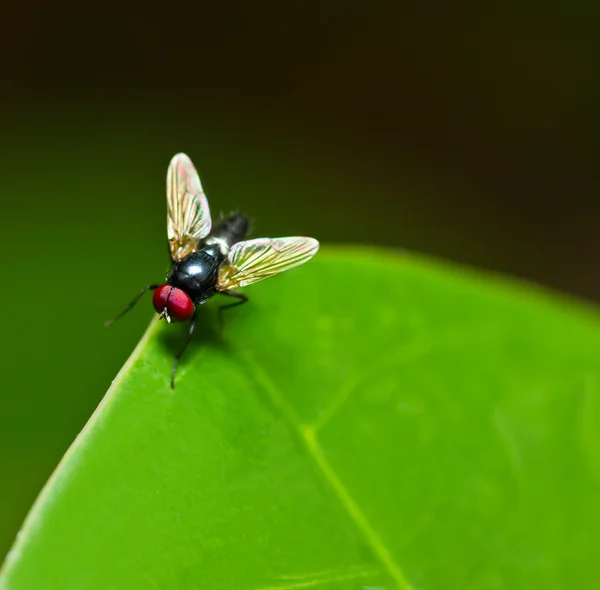 Voar na folha verde. — Fotografia de Stock