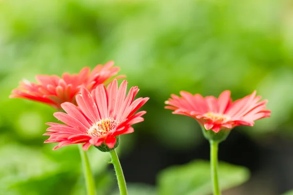 Růžová gerbera. — Stock fotografie