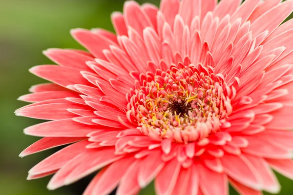 Roze gerbera. — Stockfoto