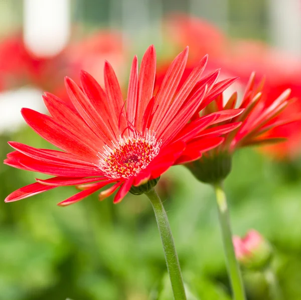 Gerbera czerwony. — Zdjęcie stockowe