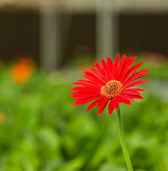 Gerbera rossa . — Foto Stock