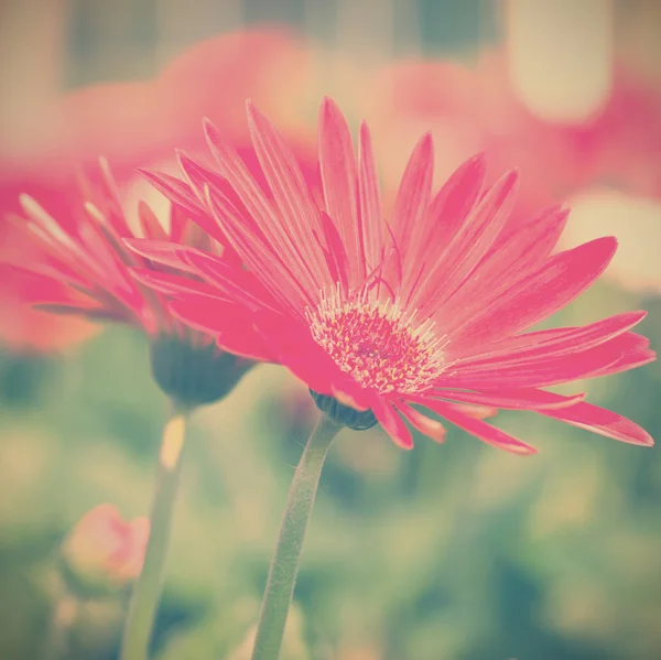 Vingtage 红菊. — 图库照片