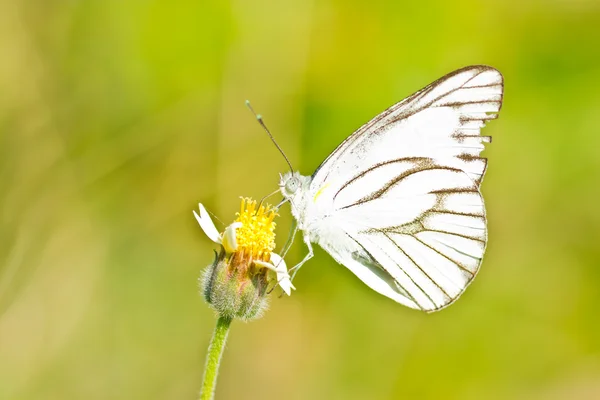 Mariposa blanca en flor . —  Fotos de Stock