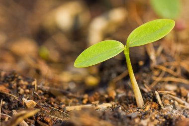 büyüyen yeşil Filiz