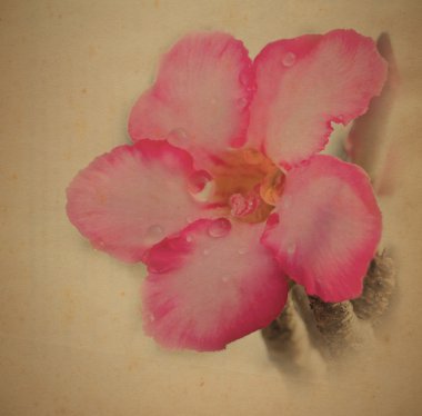 Frangipani eski kağıt üzerinde