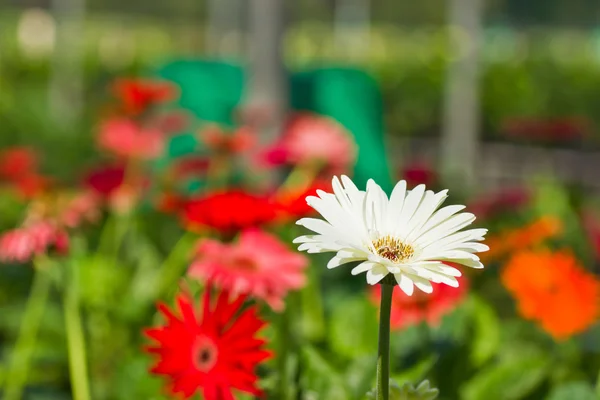 Gerbera biały kwiat. — Zdjęcie stockowe