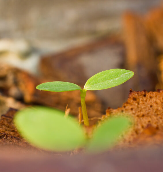 Green sprout growing 