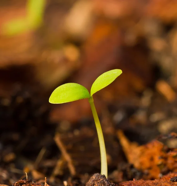 Green sprout growing — Stock Photo, Image