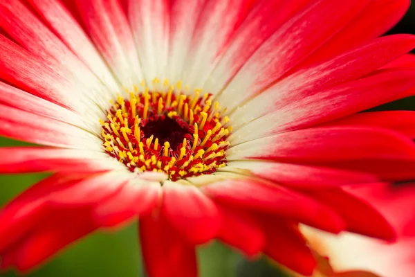 Červená gerbera. — Stock fotografie