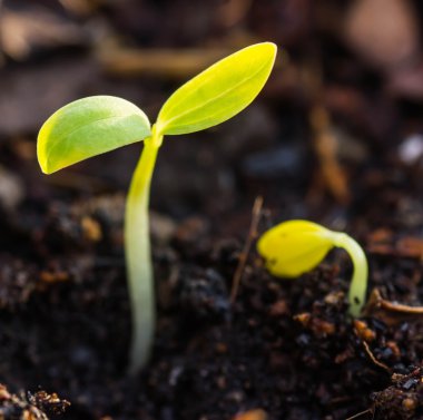 büyüyen yeşil Filiz 