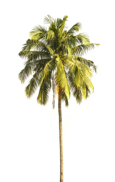 Coconut palm träd isolerad på vit bakgrund. — Stockfoto