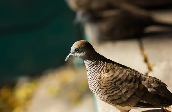 Taube indien — Stockfoto